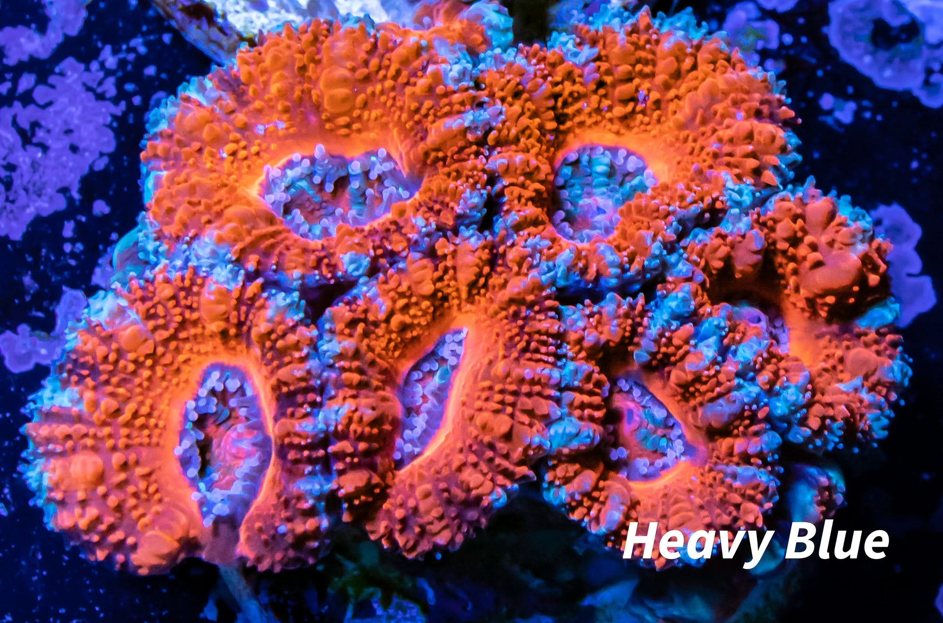 Acan Coral - Micromussa Lordhowensis - Ultra Acan Frag WYSIWYG Acan Coral - Micromussa Lordhowensis - Ultra Acan Frag WYSIWYG LPS Coral Acan Coral - Micromussa Lordhowensis - Ultra Acan Frag WYSIWYG Zeo Box Reef