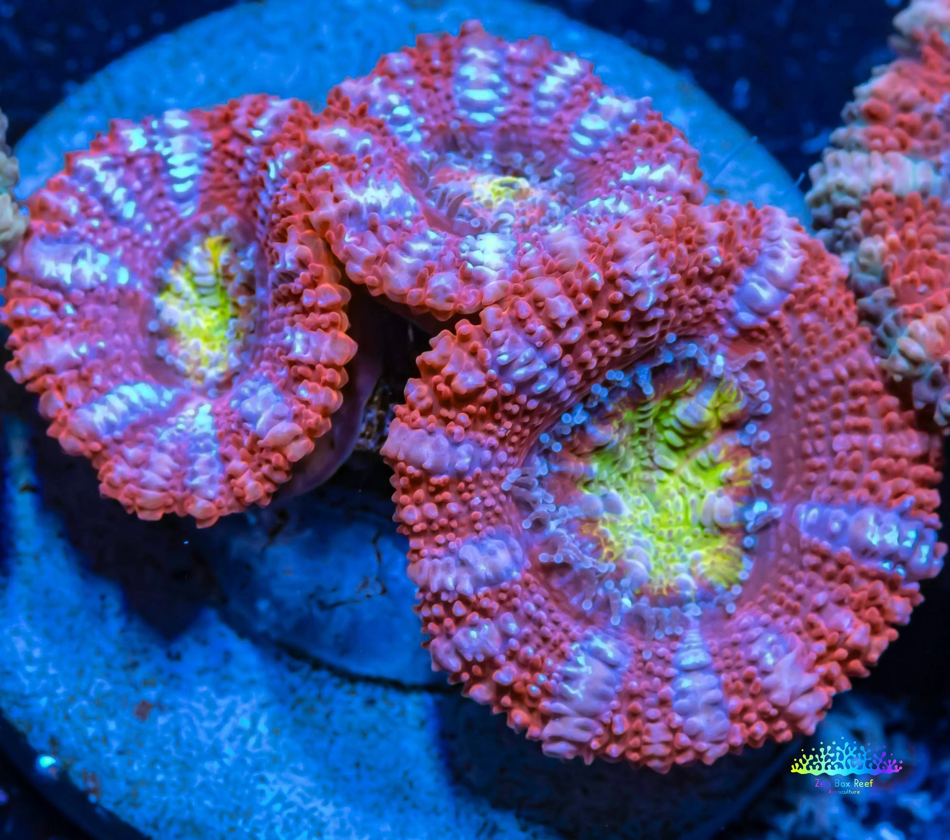 Acan Coral - Micromussa Lordhowensis - Ultra Acan Frag WYSIWYG Acan Coral - Micromussa Lordhowensis - Ultra Acan Frag WYSIWYG LPS Coral Acan Coral - Micromussa Lordhowensis - Ultra Acan Frag WYSIWYG Zeo Box Reef