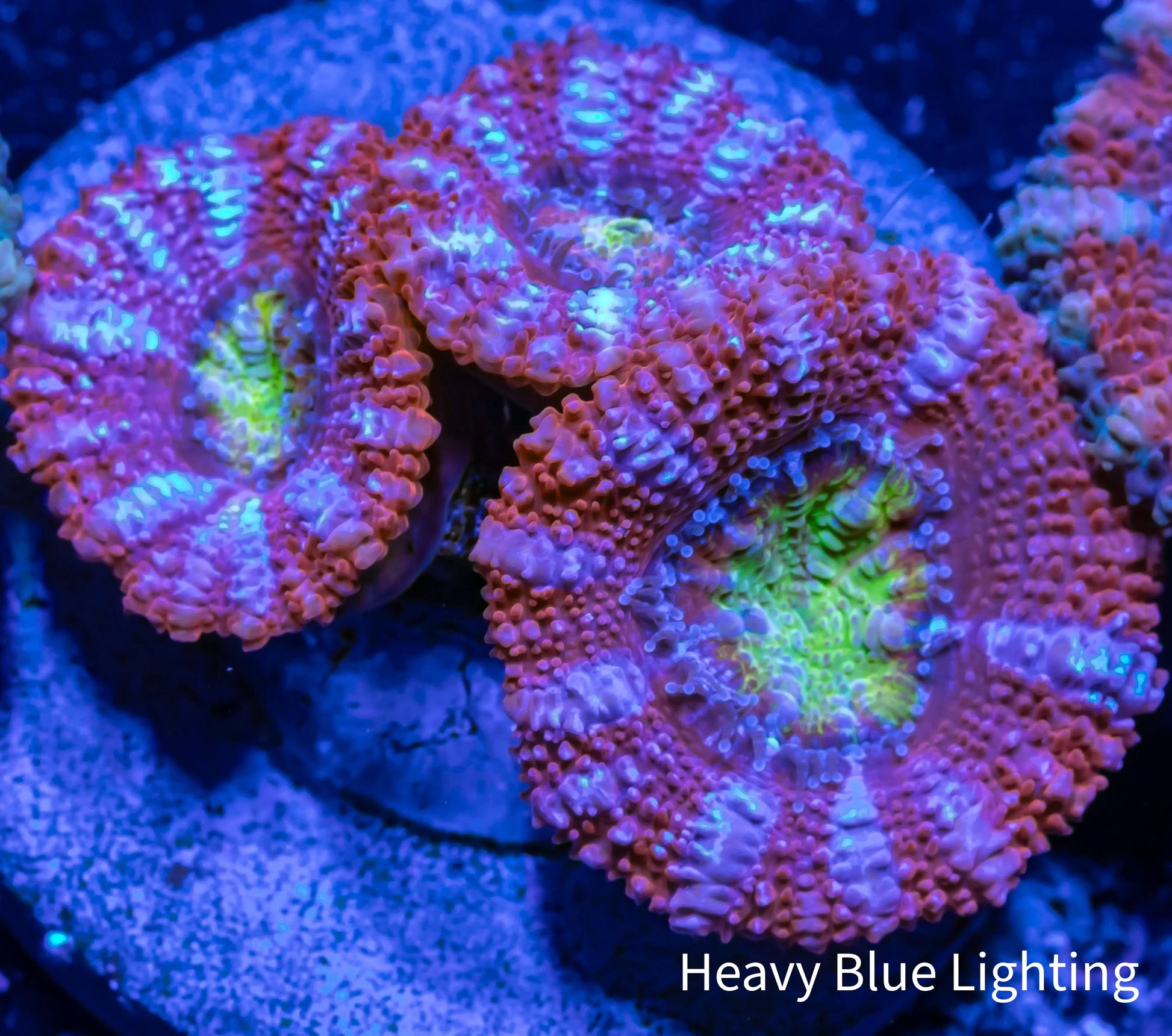 Acan Coral - Micromussa Lordhowensis - Ultra Acan Frag WYSIWYG Acan Coral - Micromussa Lordhowensis - Ultra Acan Frag WYSIWYG LPS Coral Acan Coral - Micromussa Lordhowensis - Ultra Acan Frag WYSIWYG Zeo Box Reef