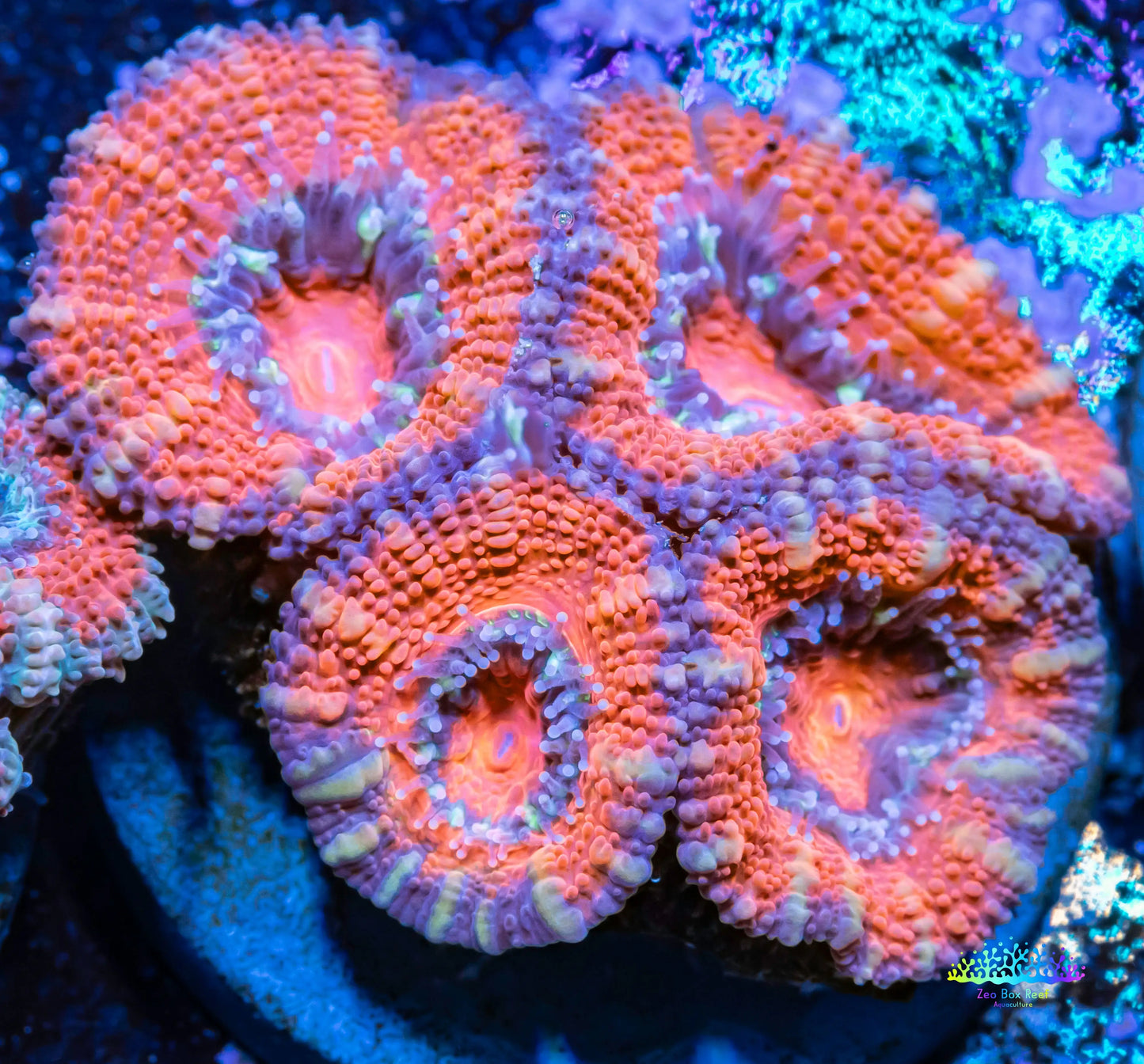 Acan Coral - Micromussa Lordhowensis - Ultra Acan Frag WYSIWYG Acan Coral - Micromussa Lordhowensis - Ultra Acan Frag WYSIWYG LPS Coral Acan Coral - Micromussa Lordhowensis - Ultra Acan Frag WYSIWYG Zeo Box Reef