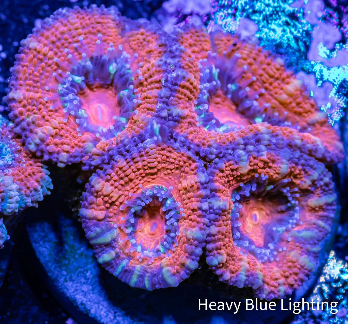 Acan Coral - Micromussa Lordhowensis - Ultra Acan Frag WYSIWYG Acan Coral - Micromussa Lordhowensis - Ultra Acan Frag WYSIWYG LPS Coral Acan Coral - Micromussa Lordhowensis - Ultra Acan Frag WYSIWYG Zeo Box Reef