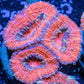 Acan Coral - Micromussa Lordhowensis - Ultra Acan Frag WYSIWYG Acan Coral - Micromussa Lordhowensis - Ultra Acan Frag WYSIWYG LPS Coral Acan Coral - Micromussa Lordhowensis - Ultra Acan Frag WYSIWYG Zeo Box Reef