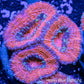 Acan Coral - Micromussa Lordhowensis - Ultra Acan Frag WYSIWYG Acan Coral - Micromussa Lordhowensis - Ultra Acan Frag WYSIWYG LPS Coral Acan Coral - Micromussa Lordhowensis - Ultra Acan Frag WYSIWYG Zeo Box Reef
