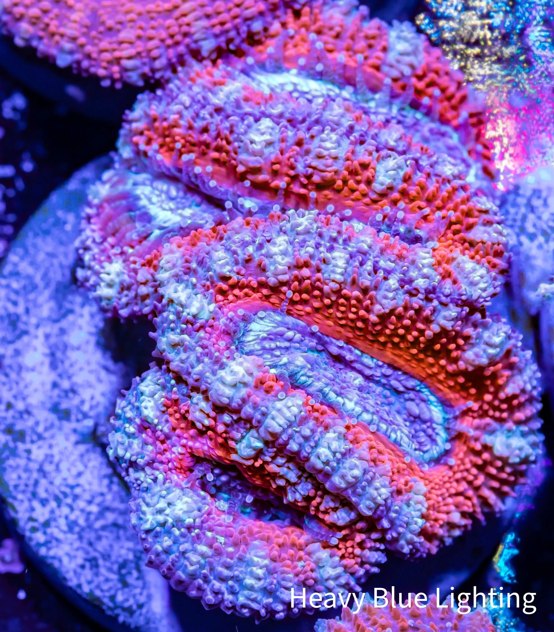 Acan Coral - Micromussa Lordhowensis - Ultra Acan Frag WYSIWYG Acan Coral - Micromussa Lordhowensis - Ultra Acan Frag WYSIWYG LPS Coral Acan Coral - Micromussa Lordhowensis - Ultra Acan Frag WYSIWYG Zeo Box Reef