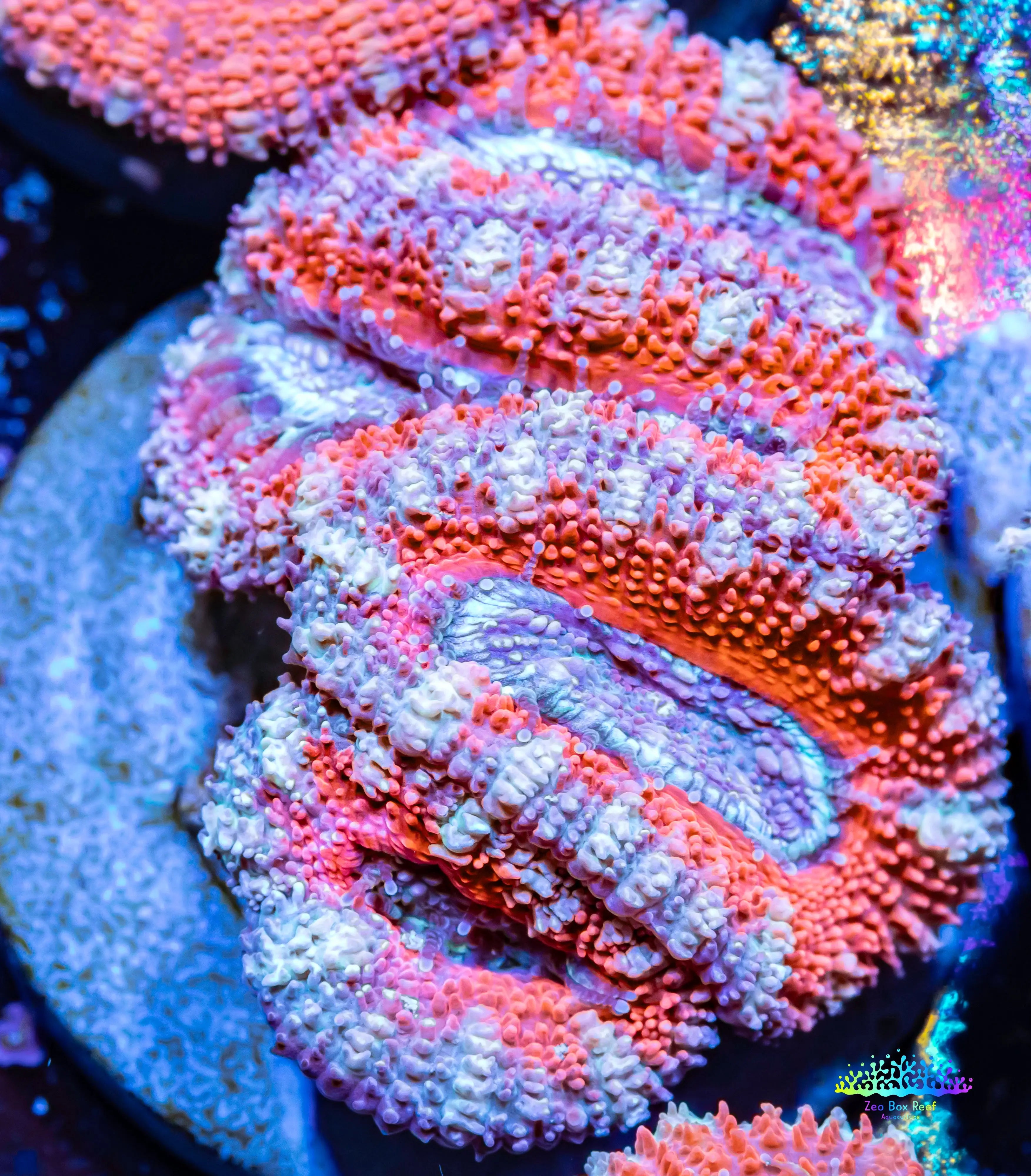 Stunning Acan coral for Sale Elevate Your Reef Tank with Zeo Box Reef ...