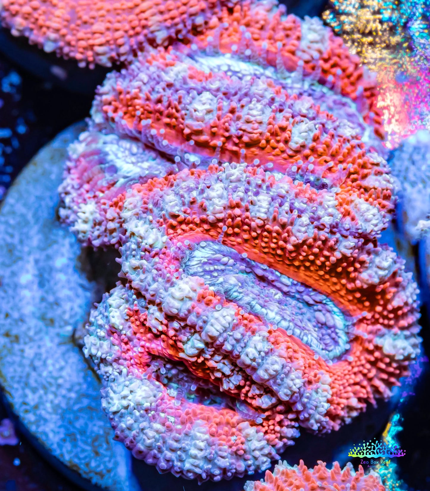 Acan Coral - Micromussa Lordhowensis - Ultra Acan Frag WYSIWYG Acan Coral - Micromussa Lordhowensis - Ultra Acan Frag WYSIWYG LPS Coral Acan Coral - Micromussa Lordhowensis - Ultra Acan Frag WYSIWYG Zeo Box Reef