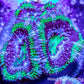 Acan Coral - Micromussa Lordhowensis - Ultra Acan Frag WYSIWYG Acan Coral - Micromussa Lordhowensis - Ultra Acan Frag WYSIWYG LPS Coral Acan Coral - Micromussa Lordhowensis - Ultra Acan Frag WYSIWYG Zeo Box Reef