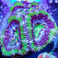 Acan Coral - Micromussa Lordhowensis - Ultra Acan Frag WYSIWYG Acan Coral - Micromussa Lordhowensis - Ultra Acan Frag WYSIWYG LPS Coral Acan Coral - Micromussa Lordhowensis - Ultra Acan Frag WYSIWYG Zeo Box Reef