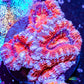 Acan Coral - Micromussa Lordhowensis - Ultra Acan Frag WYSIWYG Acan Coral - Micromussa Lordhowensis - Ultra Acan Frag WYSIWYG LPS Coral Acan Coral - Micromussa Lordhowensis - Ultra Acan Frag WYSIWYG Zeo Box Reef