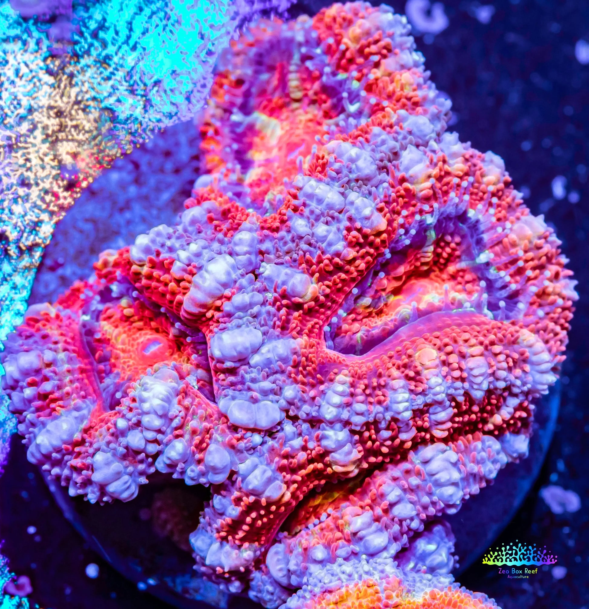 Acan Coral - Micromussa Lordhowensis - Ultra Acan Frag WYSIWYG Acan Coral - Micromussa Lordhowensis - Ultra Acan Frag WYSIWYG LPS Coral Acan Coral - Micromussa Lordhowensis - Ultra Acan Frag WYSIWYG Zeo Box Reef