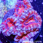 Acan Coral - Micromussa Lordhowensis - Ultra Acan Frag WYSIWYG Acan Coral - Micromussa Lordhowensis - Ultra Acan Frag WYSIWYG LPS Coral Acan Coral - Micromussa Lordhowensis - Ultra Acan Frag WYSIWYG Zeo Box Reef