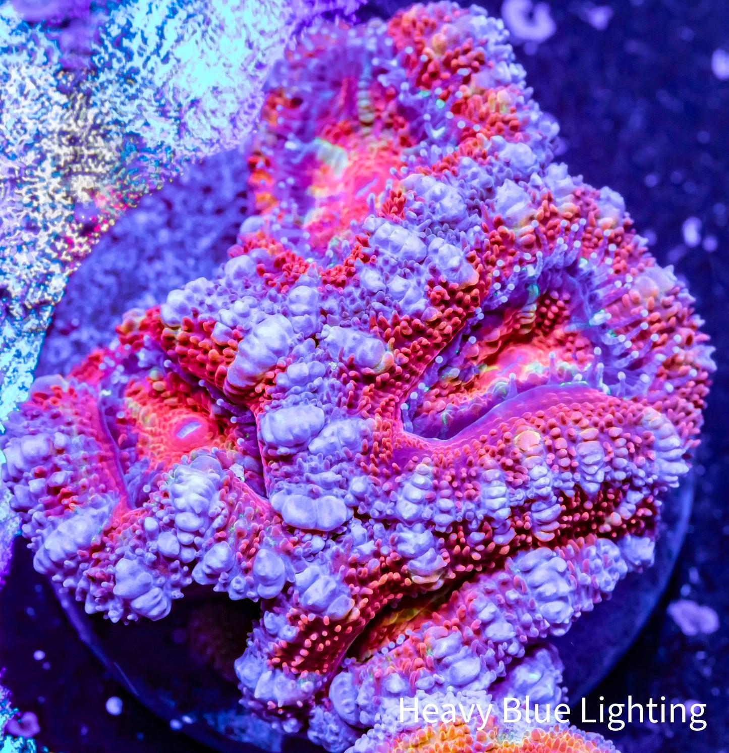 Acan Coral - Micromussa Lordhowensis - Ultra Acan Frag WYSIWYG Acan Coral - Micromussa Lordhowensis - Ultra Acan Frag WYSIWYG LPS Coral Acan Coral - Micromussa Lordhowensis - Ultra Acan Frag WYSIWYG Zeo Box Reef