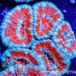 Acan Coral - Micromussa Lordhowensis - Ultra Acan Frag WYSIWYG Acan Coral - Micromussa Lordhowensis - Ultra Acan Frag WYSIWYG LPS Coral Acan Coral - Micromussa Lordhowensis - Ultra Acan Frag WYSIWYG Zeo Box Reef