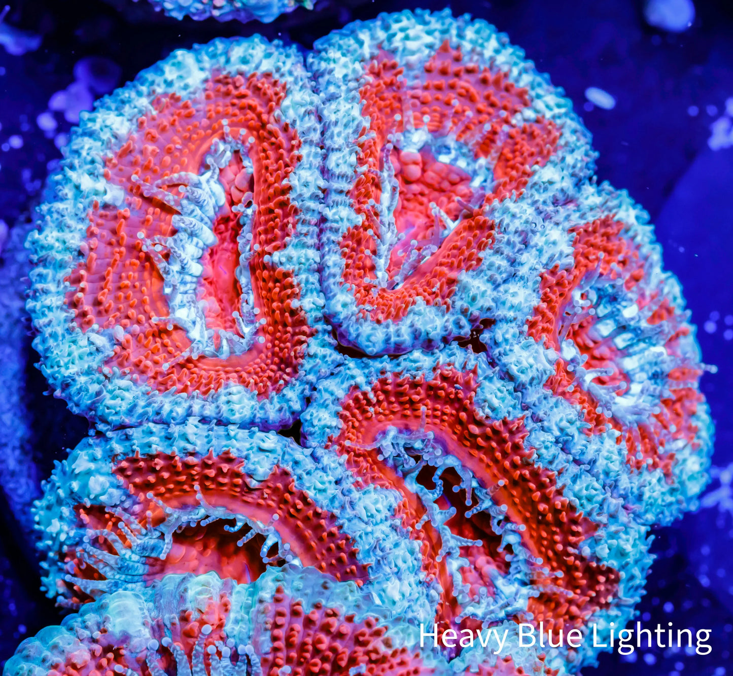 Acan Coral - Micromussa Lordhowensis - Ultra Acan Frag WYSIWYG Acan Coral - Micromussa Lordhowensis - Ultra Acan Frag WYSIWYG LPS Coral Acan Coral - Micromussa Lordhowensis - Ultra Acan Frag WYSIWYG Zeo Box Reef