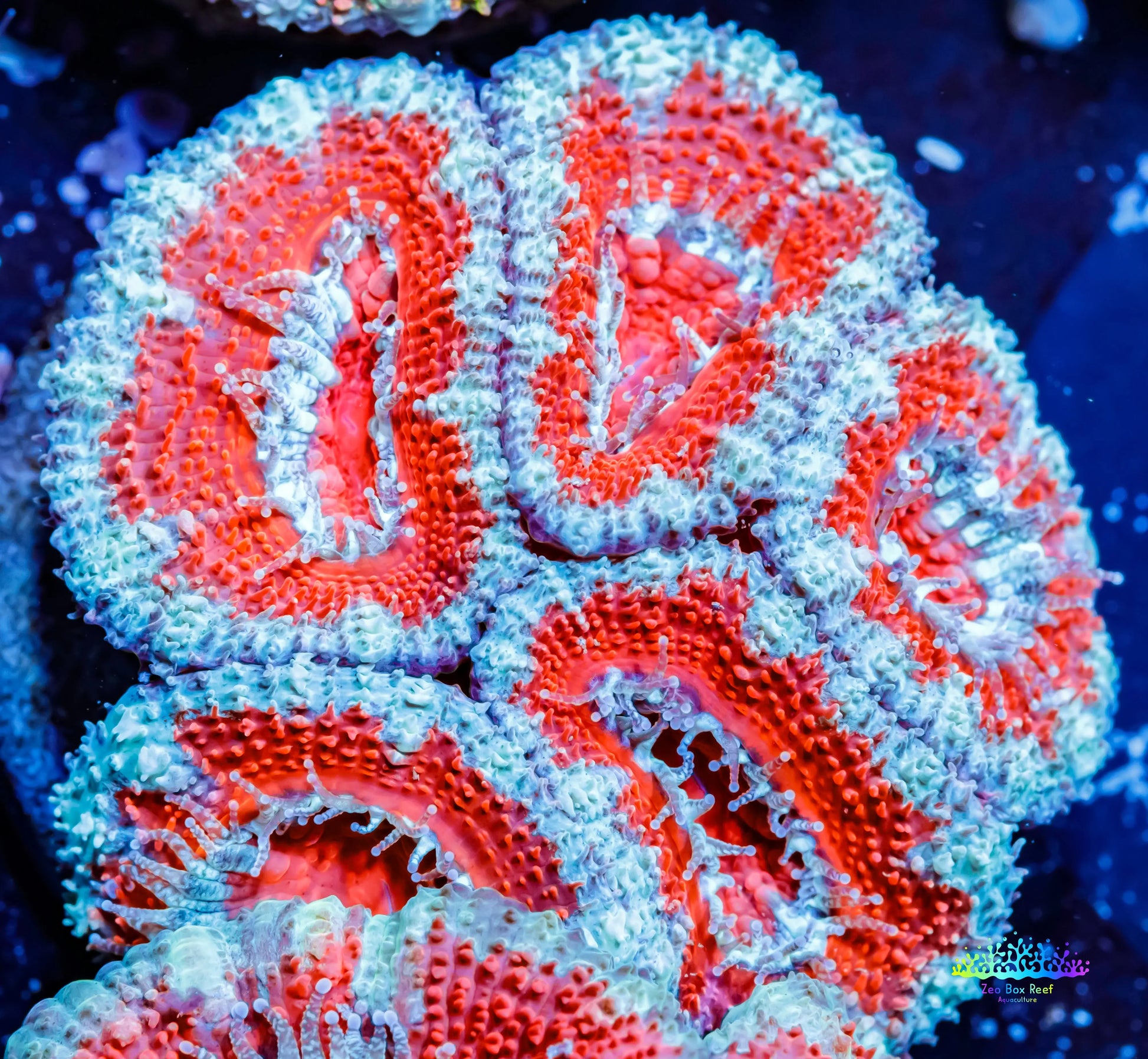 Acan Coral - Micromussa Lordhowensis - Ultra Acan Frag WYSIWYG Acan Coral - Micromussa Lordhowensis - Ultra Acan Frag WYSIWYG LPS Coral Acan Coral - Micromussa Lordhowensis - Ultra Acan Frag WYSIWYG Zeo Box Reef