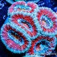 Acan Coral - Micromussa Lordhowensis - Ultra Acan Frag WYSIWYG Acan Coral - Micromussa Lordhowensis - Ultra Acan Frag WYSIWYG LPS Coral Acan Coral - Micromussa Lordhowensis - Ultra Acan Frag WYSIWYG Zeo Box Reef
