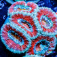 Acan Coral - Micromussa Lordhowensis - Ultra Acan Frag WYSIWYG Acan Coral - Micromussa Lordhowensis - Ultra Acan Frag WYSIWYG LPS Coral Acan Coral - Micromussa Lordhowensis - Ultra Acan Frag WYSIWYG Zeo Box Reef