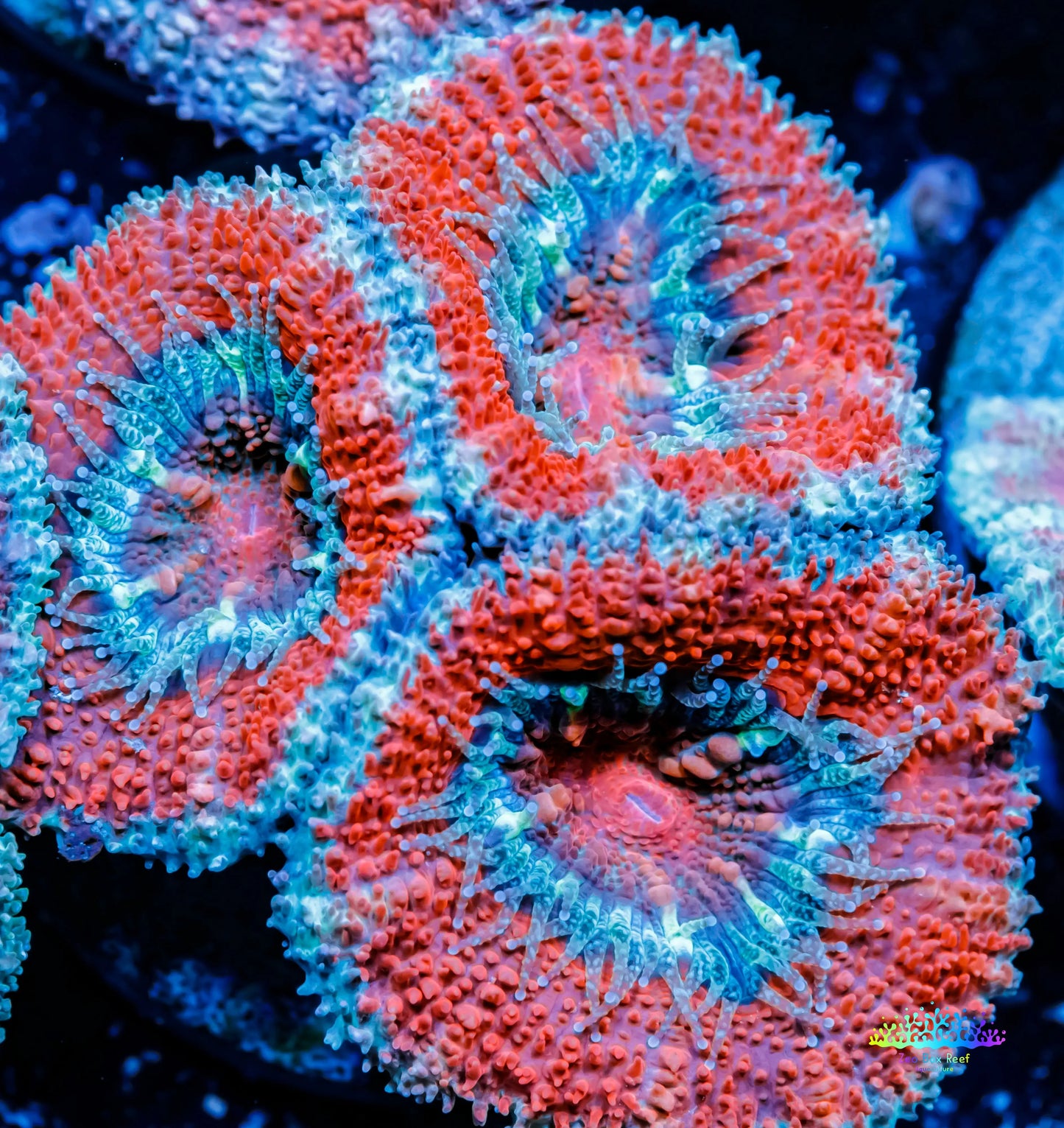 Acan Coral - Micromussa Lordhowensis - Ultra Acan Frag WYSIWYG Acan Coral - Micromussa Lordhowensis - Ultra Acan Frag WYSIWYG LPS Coral Acan Coral - Micromussa Lordhowensis - Ultra Acan Frag WYSIWYG Zeo Box Reef