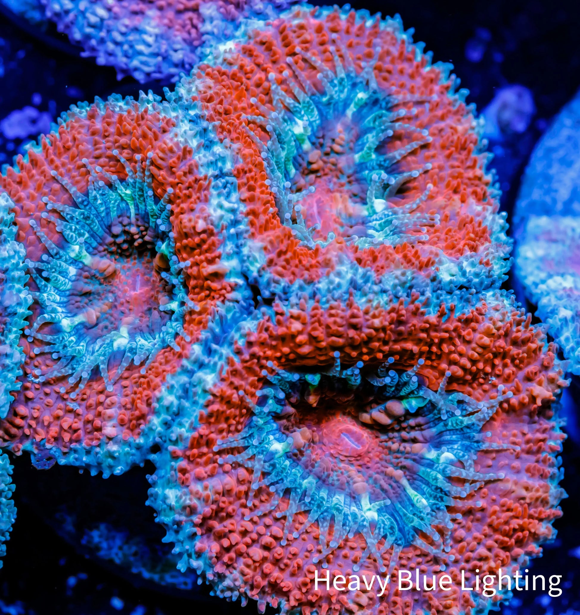 Acan Coral - Micromussa Lordhowensis - Ultra Acan Frag WYSIWYG Acan Coral - Micromussa Lordhowensis - Ultra Acan Frag WYSIWYG LPS Coral Acan Coral - Micromussa Lordhowensis - Ultra Acan Frag WYSIWYG Zeo Box Reef