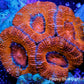 Acan Coral - Micromussa Lordhowensis - Ultra Acan Frag WYSIWYG Acan Coral - Micromussa Lordhowensis - Ultra Acan Frag WYSIWYG LPS Coral Acan Coral - Micromussa Lordhowensis - Ultra Acan Frag WYSIWYG Zeo Box Reef