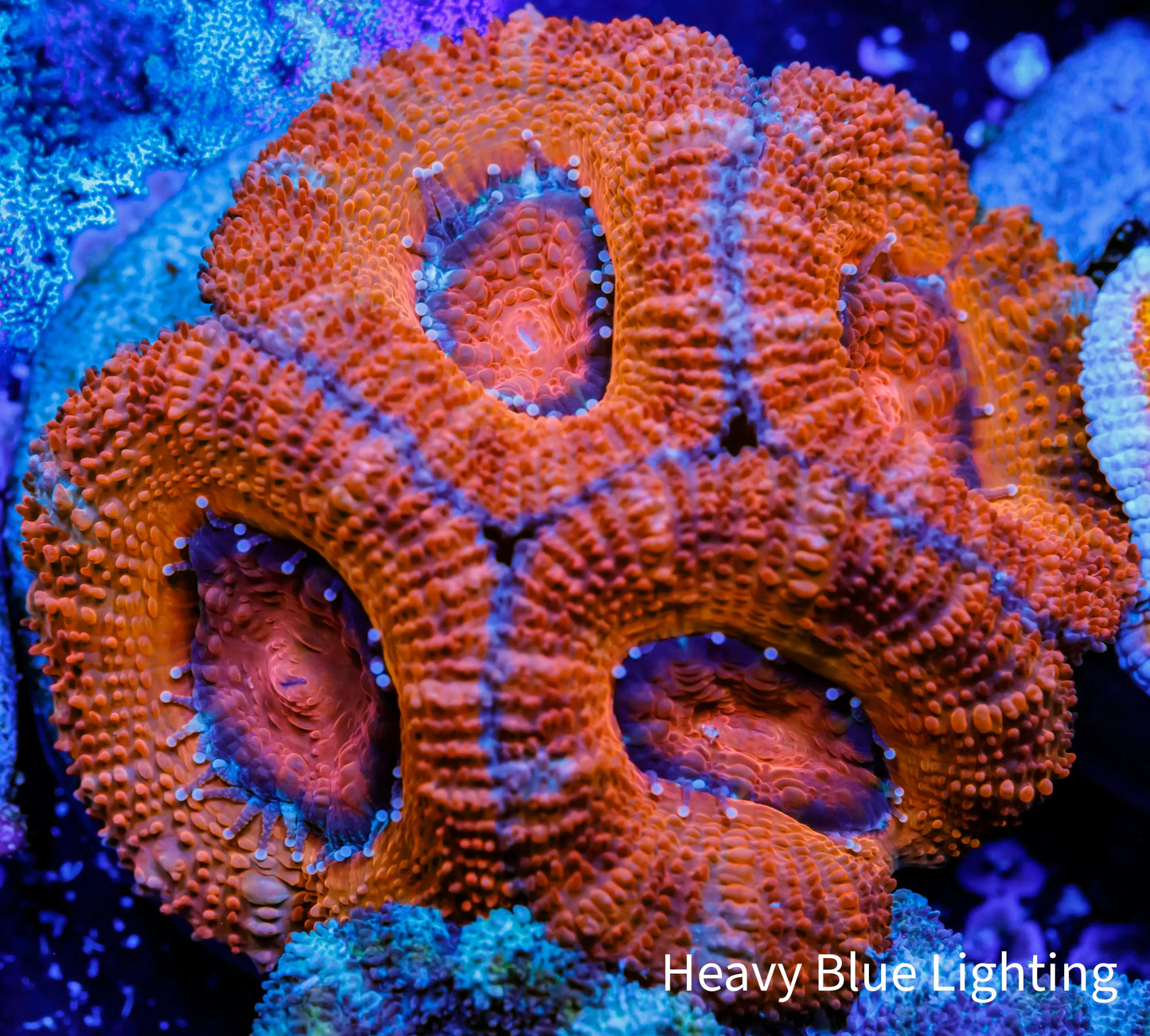 Acan Coral - Micromussa Lordhowensis - Ultra Acan Frag WYSIWYG Acan Coral - Micromussa Lordhowensis - Ultra Acan Frag WYSIWYG LPS Coral Acan Coral - Micromussa Lordhowensis - Ultra Acan Frag WYSIWYG Zeo Box Reef