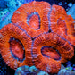 Acan Coral - Micromussa Lordhowensis - Ultra Acan Frag WYSIWYG Acan Coral - Micromussa Lordhowensis - Ultra Acan Frag WYSIWYG LPS Coral Acan Coral - Micromussa Lordhowensis - Ultra Acan Frag WYSIWYG Zeo Box Reef