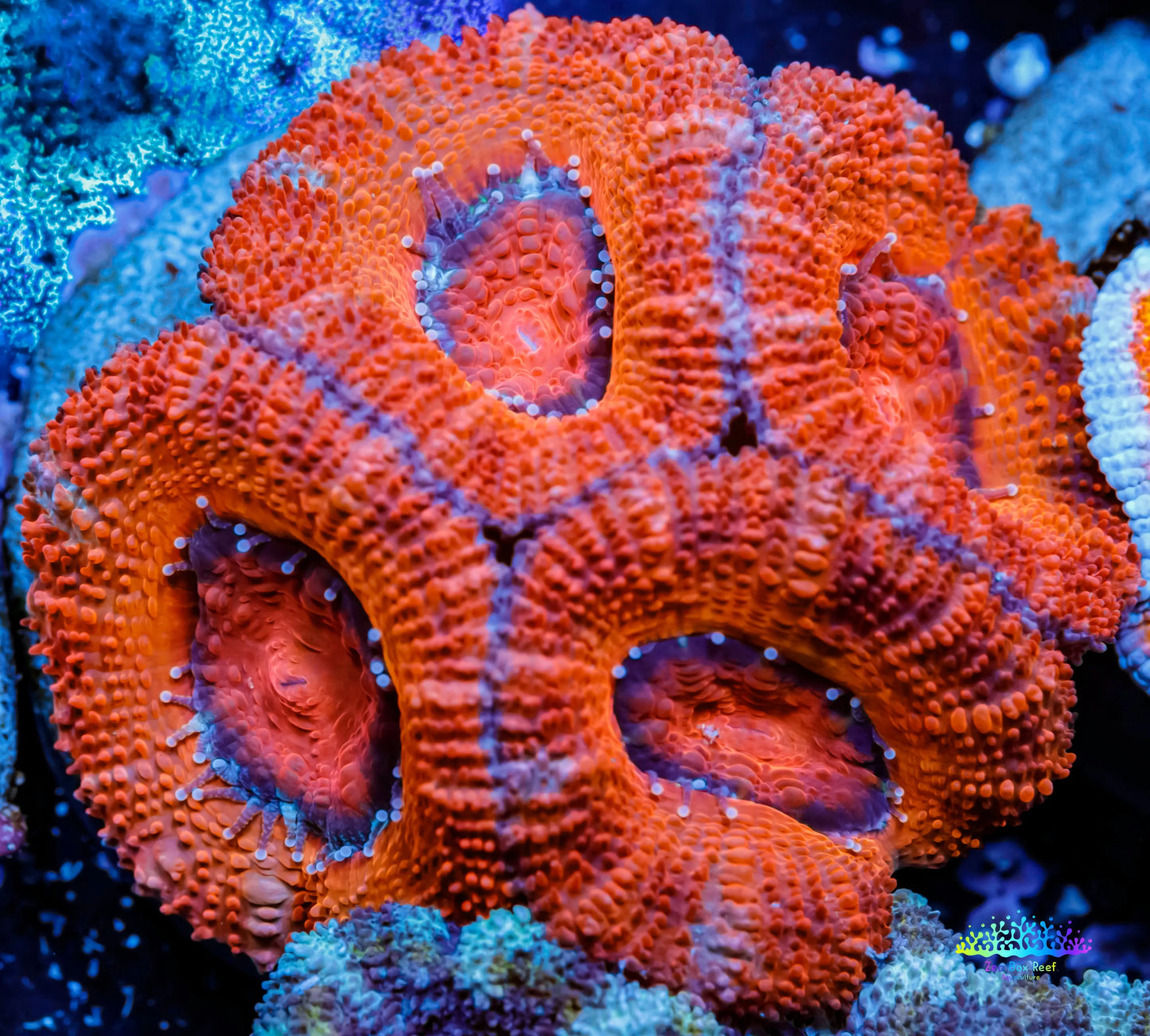 Acan Coral - Micromussa Lordhowensis - Ultra Acan Frag WYSIWYG Acan Coral - Micromussa Lordhowensis - Ultra Acan Frag WYSIWYG LPS Coral Acan Coral - Micromussa Lordhowensis - Ultra Acan Frag WYSIWYG Zeo Box Reef