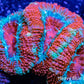 Acan Coral - Micromussa Lordhowensis - Ultra Acan Frag WYSIWYG Acan Coral - Micromussa Lordhowensis - Ultra Acan Frag WYSIWYG LPS Coral Acan Coral - Micromussa Lordhowensis - Ultra Acan Frag WYSIWYG Zeo Box Reef