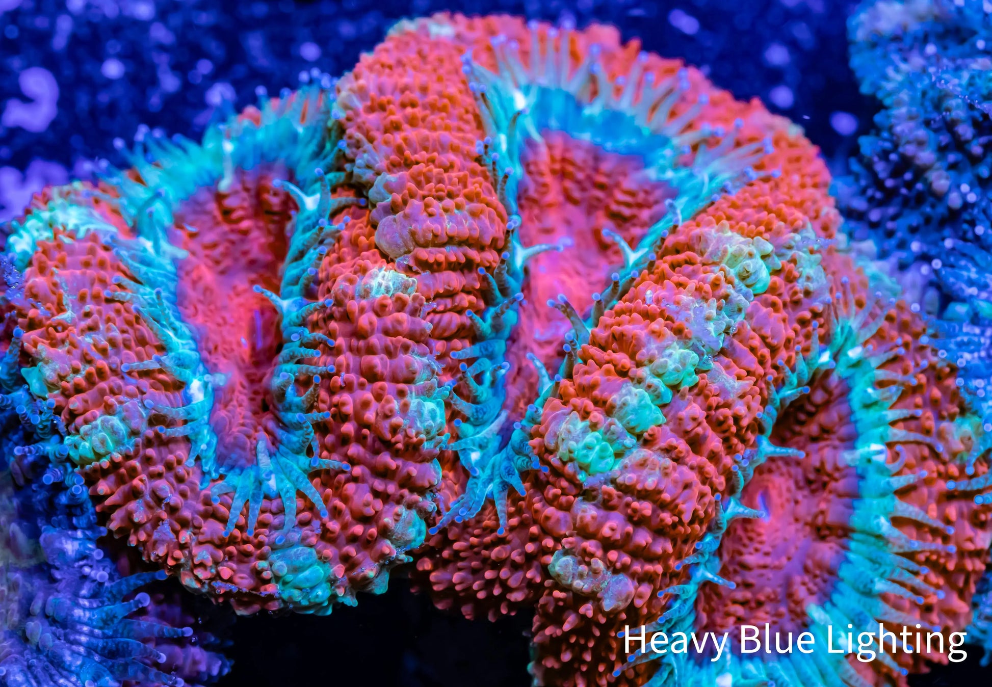 Acan Coral - Micromussa Lordhowensis - Ultra Acan Frag WYSIWYG Acan Coral - Micromussa Lordhowensis - Ultra Acan Frag WYSIWYG LPS Coral Acan Coral - Micromussa Lordhowensis - Ultra Acan Frag WYSIWYG Zeo Box Reef