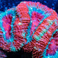 Acan Coral - Micromussa Lordhowensis - Ultra Acan Frag WYSIWYG Acan Coral - Micromussa Lordhowensis - Ultra Acan Frag WYSIWYG LPS Coral Acan Coral - Micromussa Lordhowensis - Ultra Acan Frag WYSIWYG Zeo Box Reef