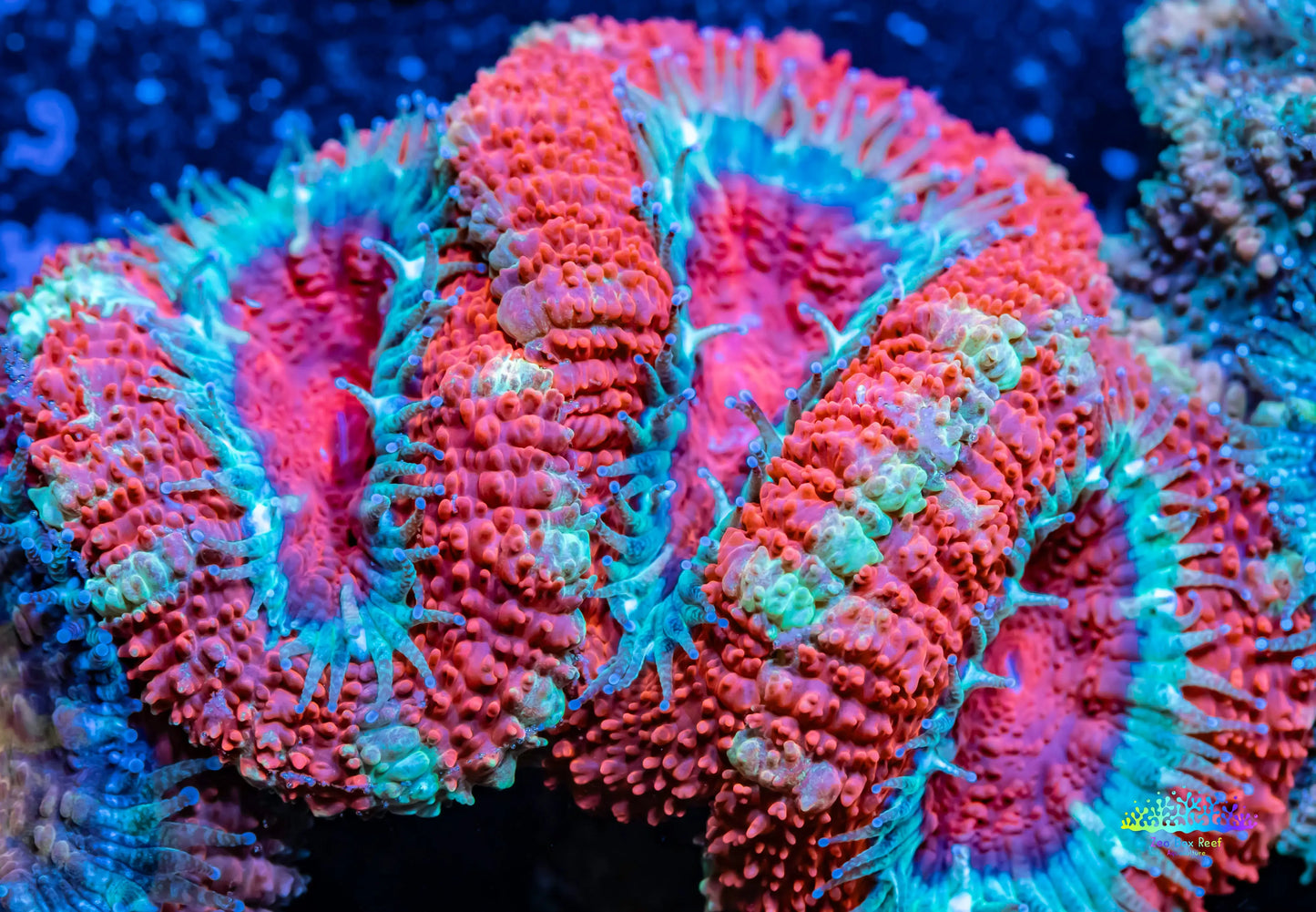 Acan Coral - Micromussa Lordhowensis - Ultra Acan Frag WYSIWYG Acan Coral - Micromussa Lordhowensis - Ultra Acan Frag WYSIWYG LPS Coral Acan Coral - Micromussa Lordhowensis - Ultra Acan Frag WYSIWYG Zeo Box Reef