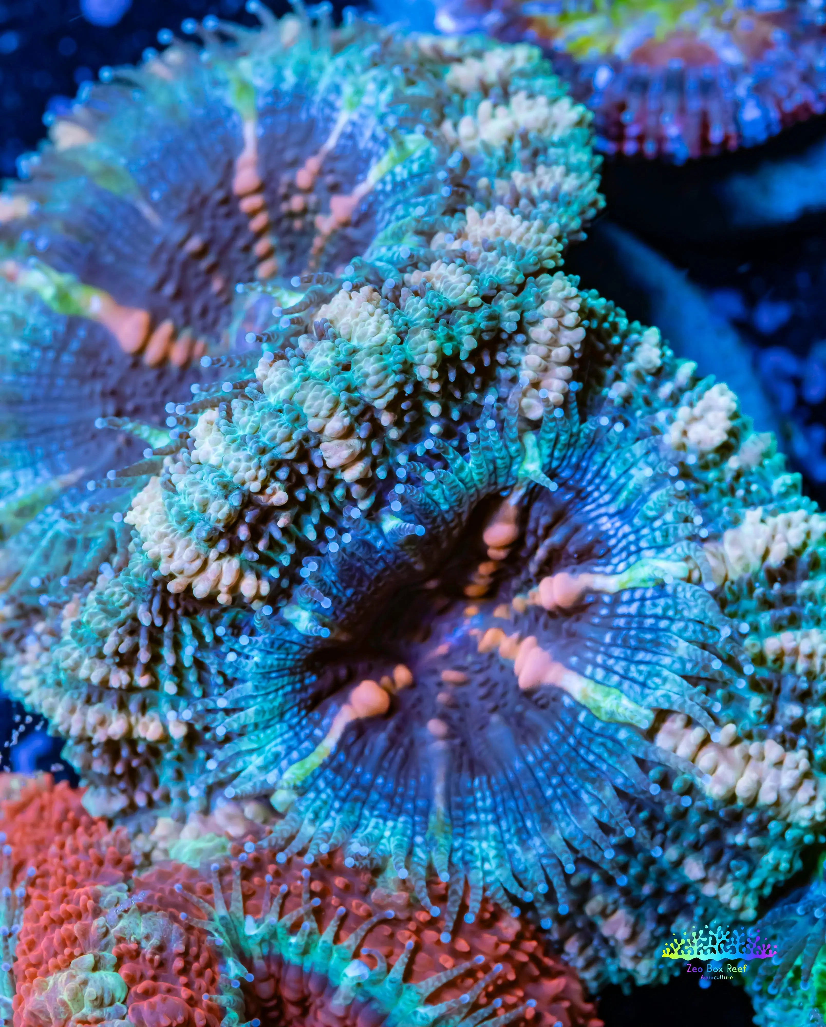 Stunning Acan coral for Sale Elevate Your Reef Tank with Zeo Box Reef ...