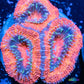 Acan Coral - Micromussa Lordhowensis - Ultra Acan Frag WYSIWYG Acan Coral - Micromussa Lordhowensis - Ultra Acan Frag WYSIWYG LPS Coral Acan Coral - Micromussa Lordhowensis - Ultra Acan Frag WYSIWYG Zeo Box Reef