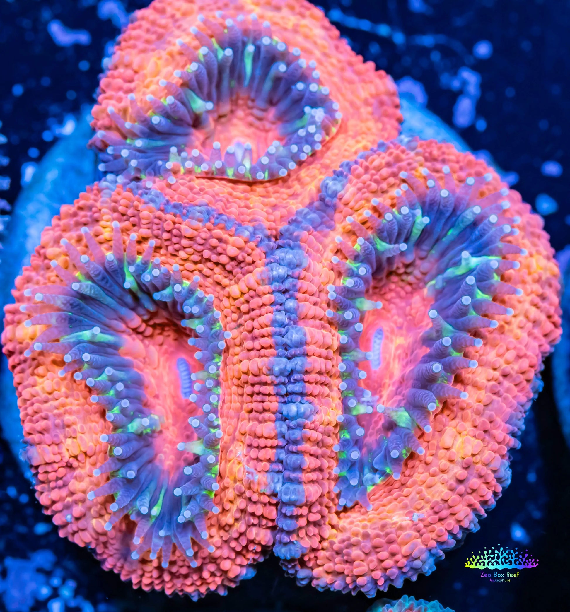 Acan Coral - Micromussa Lordhowensis - Ultra Acan Frag WYSIWYG Acan Coral - Micromussa Lordhowensis - Ultra Acan Frag WYSIWYG LPS Coral Acan Coral - Micromussa Lordhowensis - Ultra Acan Frag WYSIWYG Zeo Box Reef