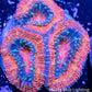 Acan Coral - Micromussa Lordhowensis - Ultra Acan Frag WYSIWYG Acan Coral - Micromussa Lordhowensis - Ultra Acan Frag WYSIWYG LPS Coral Acan Coral - Micromussa Lordhowensis - Ultra Acan Frag WYSIWYG Zeo Box Reef