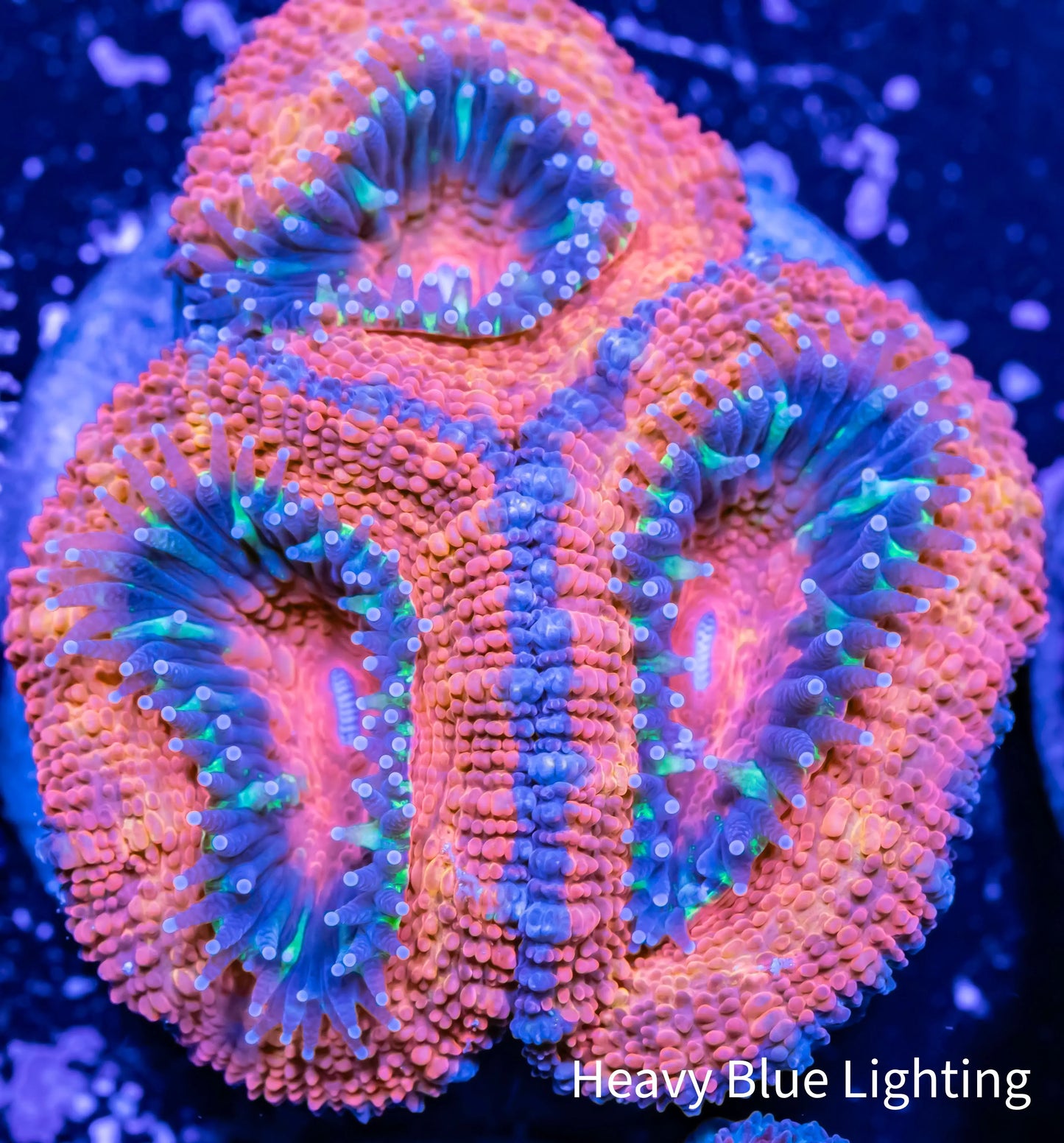 Acan Coral - Micromussa Lordhowensis - Ultra Acan Frag WYSIWYG Acan Coral - Micromussa Lordhowensis - Ultra Acan Frag WYSIWYG LPS Coral Acan Coral - Micromussa Lordhowensis - Ultra Acan Frag WYSIWYG Zeo Box Reef