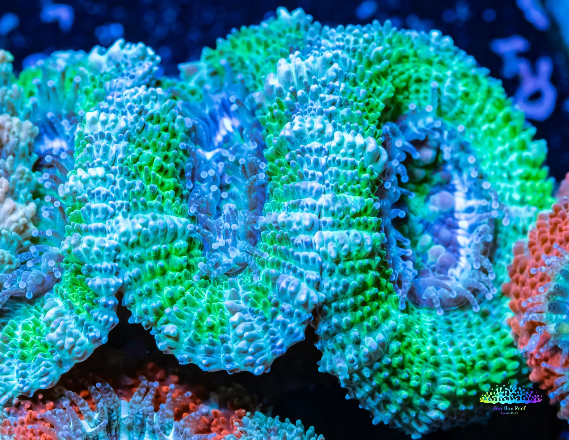 Acan Coral - Micromussa Lordhowensis - Ultra Acan Frag WYSIWYG Acan Coral - Micromussa Lordhowensis - Ultra Acan Frag WYSIWYG LPS Coral Acan Coral - Micromussa Lordhowensis - Ultra Acan Frag WYSIWYG Zeo Box Reef