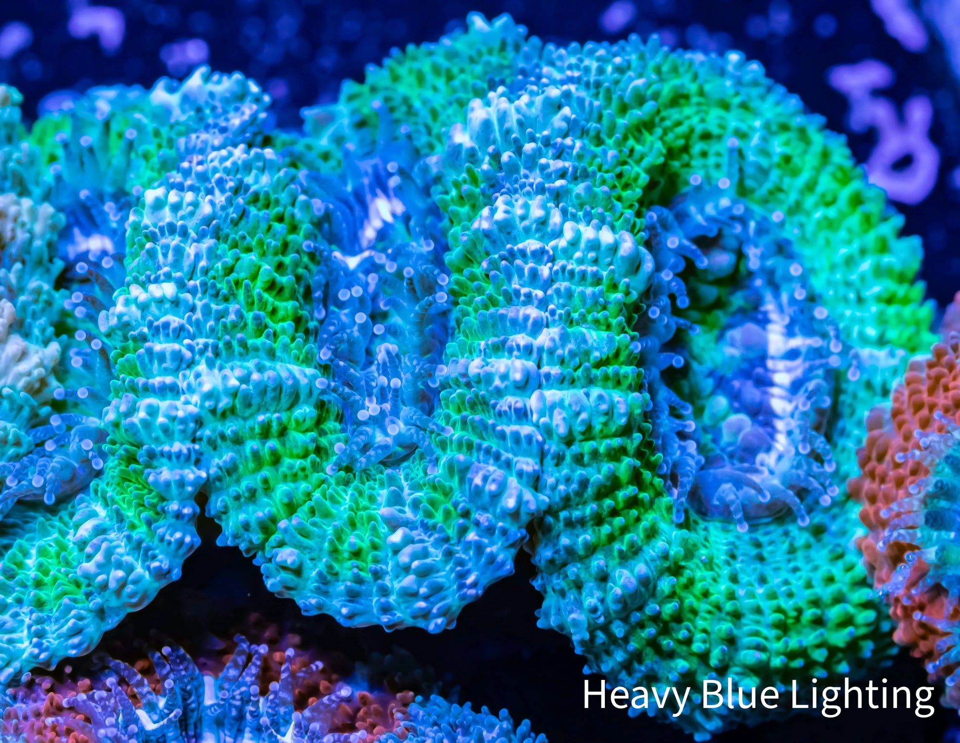 Acan Coral - Micromussa Lordhowensis - Ultra Acan Frag WYSIWYG Acan Coral - Micromussa Lordhowensis - Ultra Acan Frag WYSIWYG LPS Coral Acan Coral - Micromussa Lordhowensis - Ultra Acan Frag WYSIWYG Zeo Box Reef