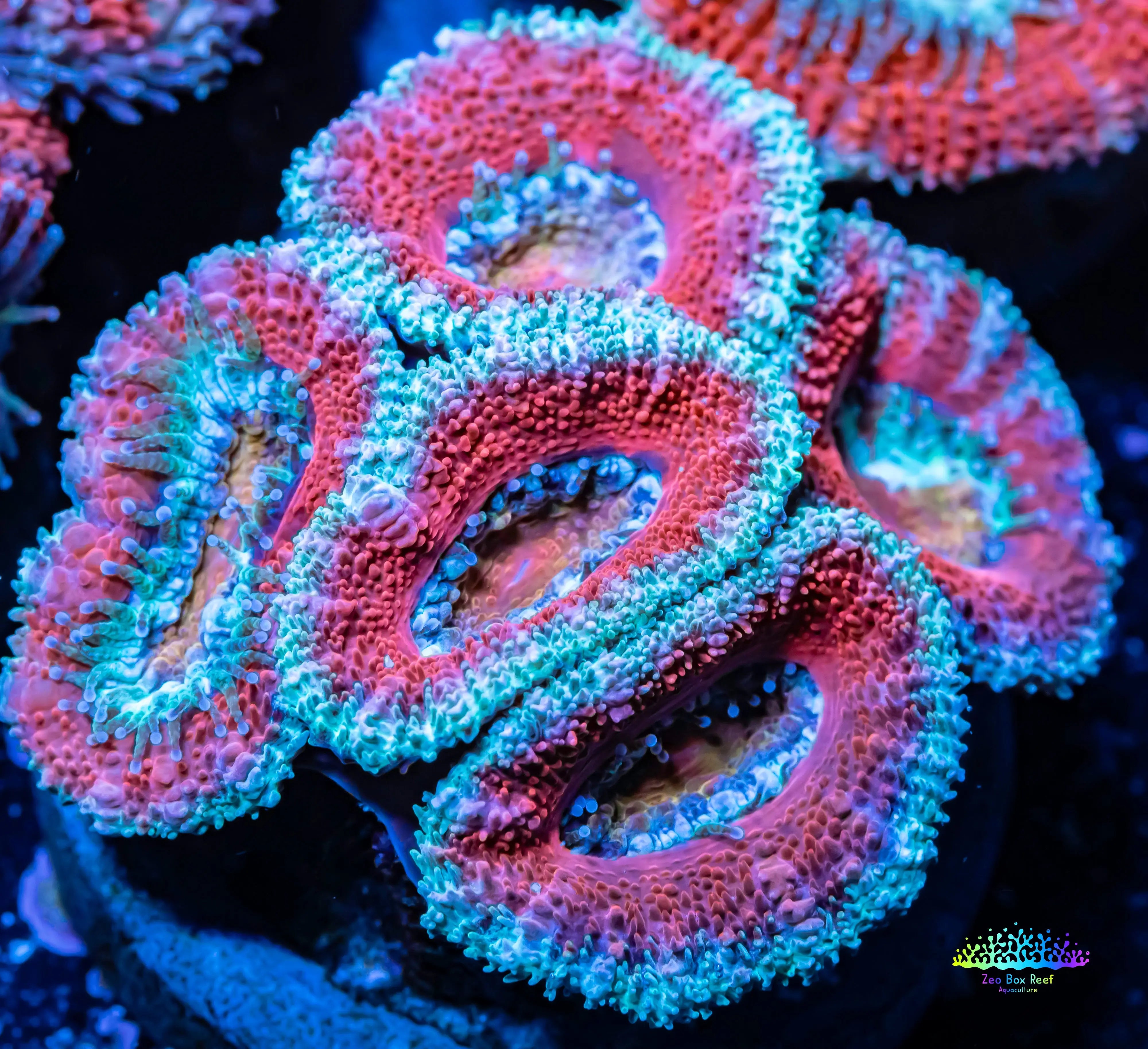 Stunning Acan coral for Sale Elevate Your Reef Tank with Zeo Box Reef ...