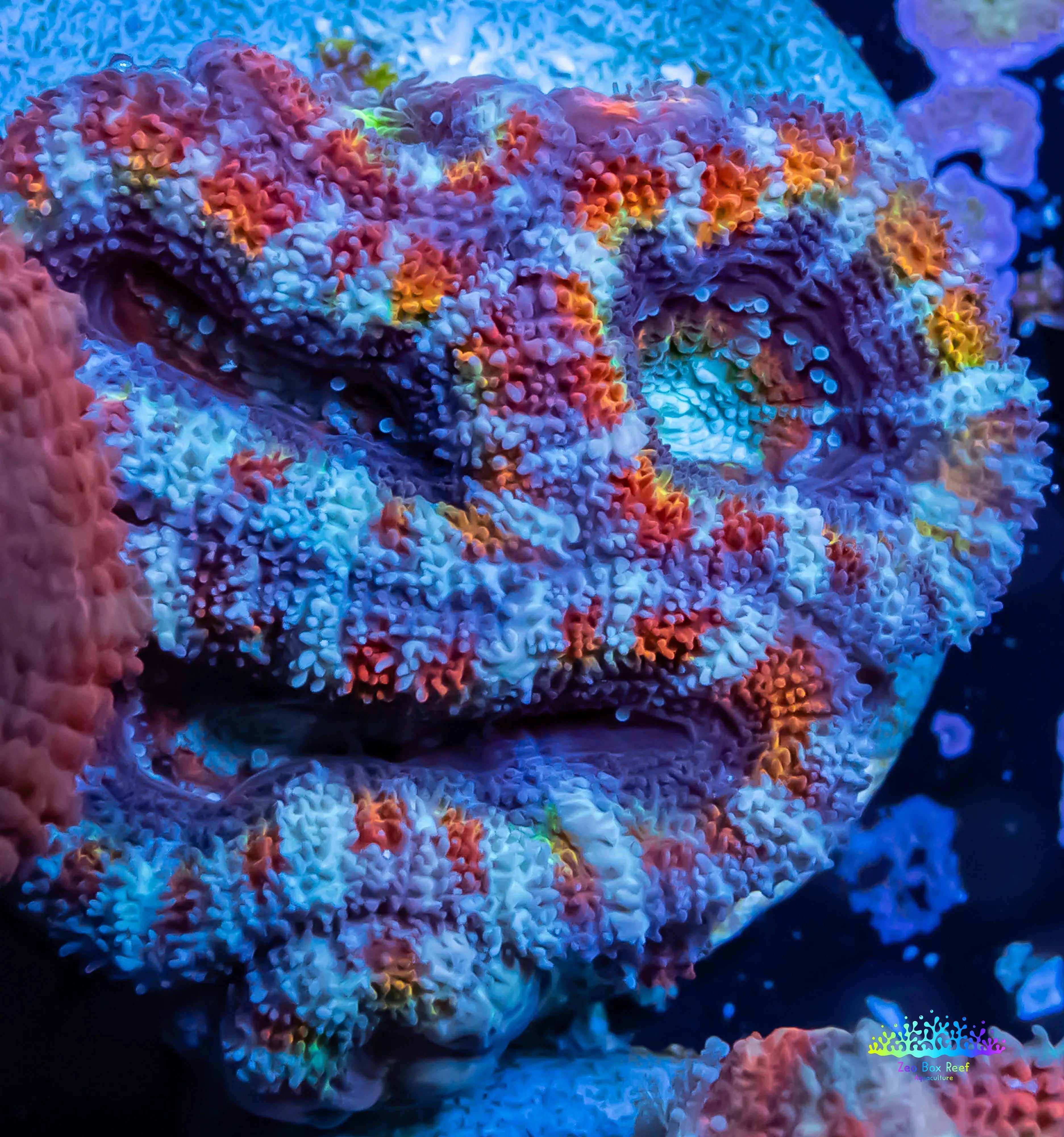 Skip to product information