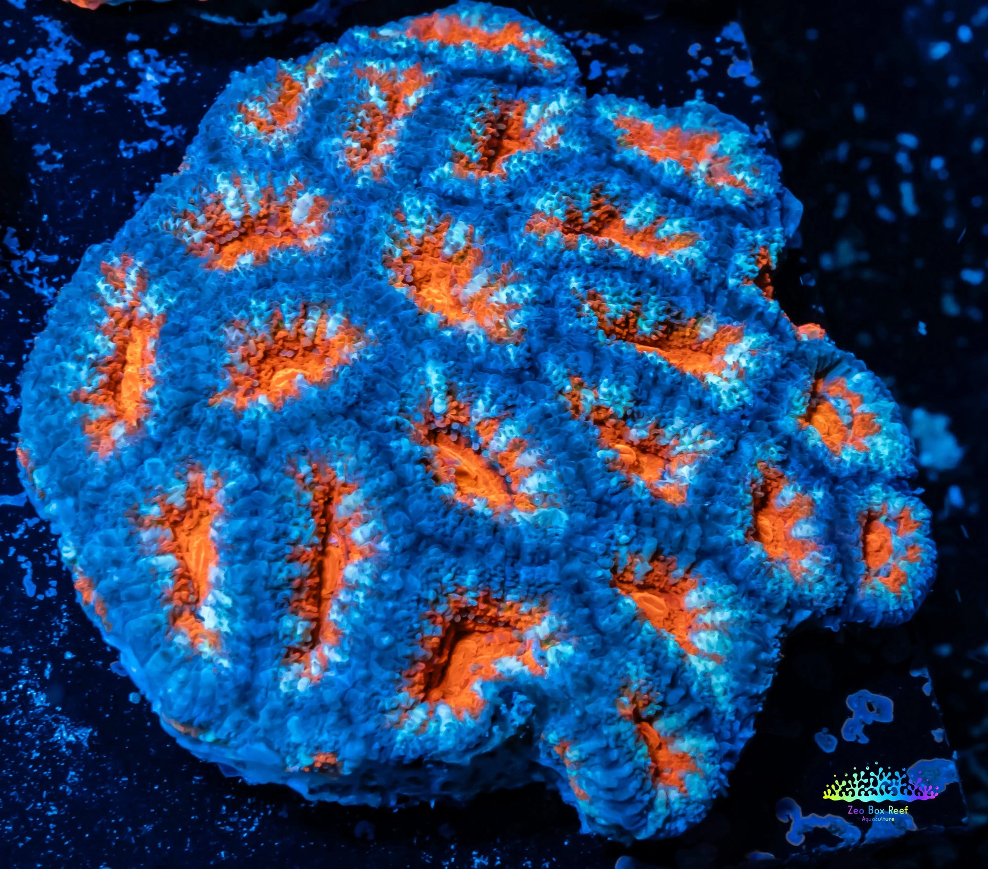 Acan Coral - Micromussa Lordhowensis - Ultra Acan WYSIWYG 6cm Acan Coral - Micromussa Lordhowensis - Ultra Acan WYSIWYG 6cm LPS Coral Acan Coral - Micromussa Lordhowensis - Ultra Acan WYSIWYG 6cm Zeo Box Reef