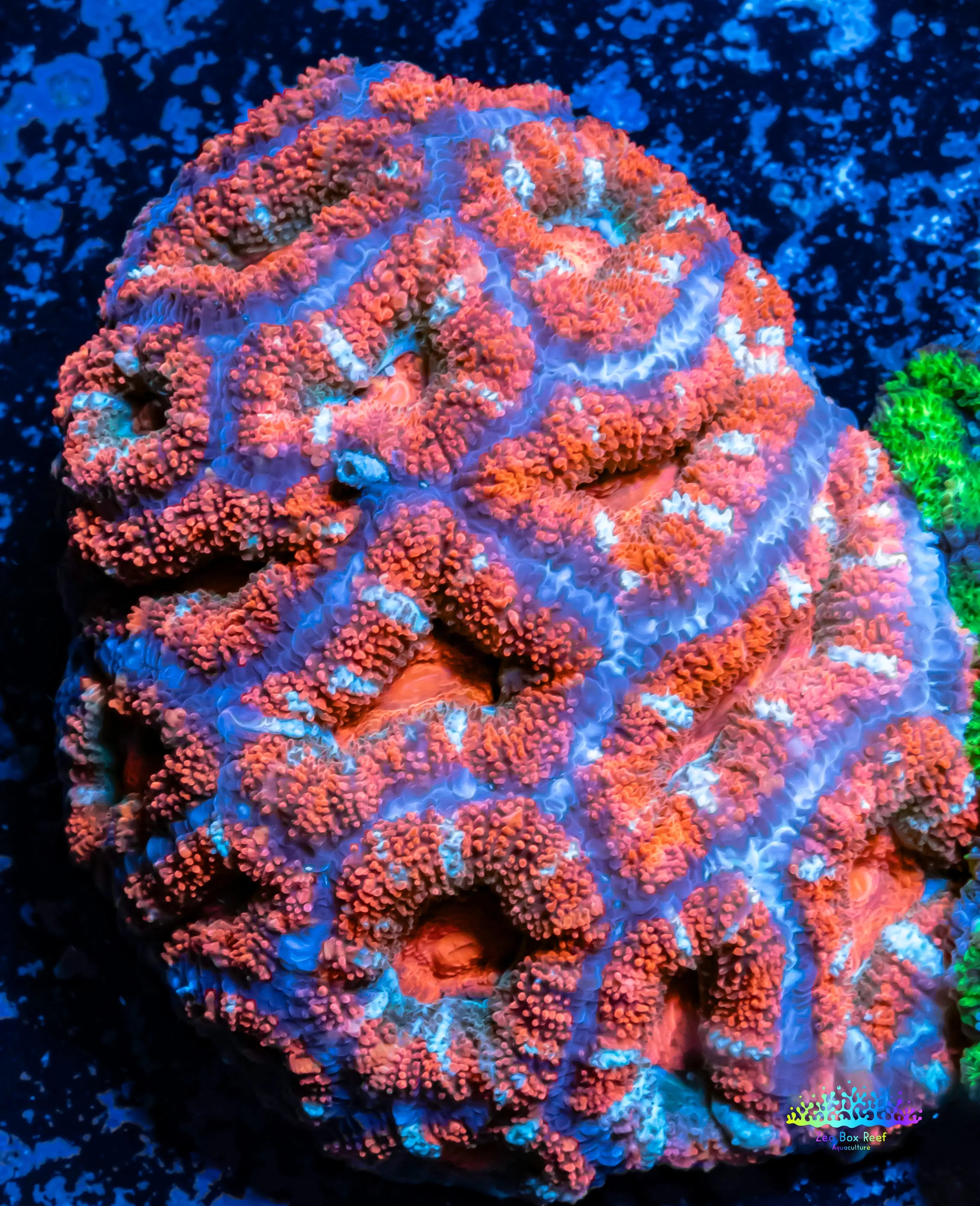 Stunning Acan coral for Sale Elevate Your Reef Tank with Zeo Box Reef ...