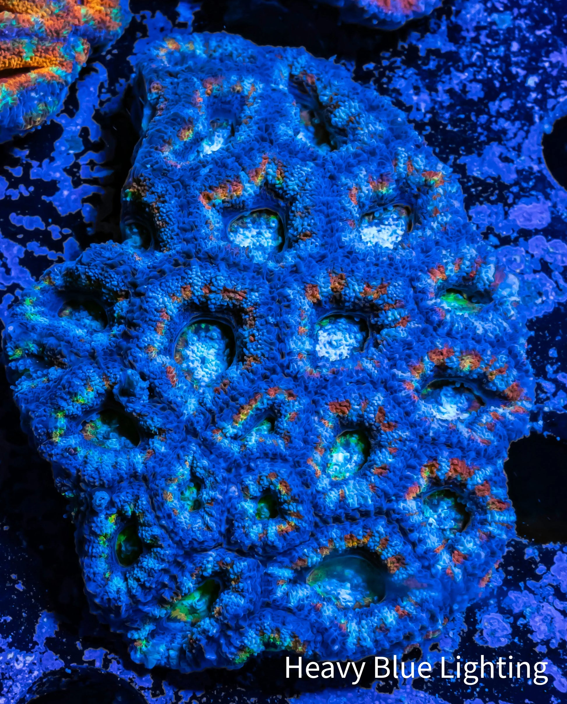 Acan Coral - Micromussa Lordhowensis - Ultra Acan WYSIWYG 6cm Acan Coral - Micromussa Lordhowensis - Ultra Acan WYSIWYG 6cm LPS Coral Acan Coral - Micromussa Lordhowensis - Ultra Acan WYSIWYG 6cm Zeo Box Reef