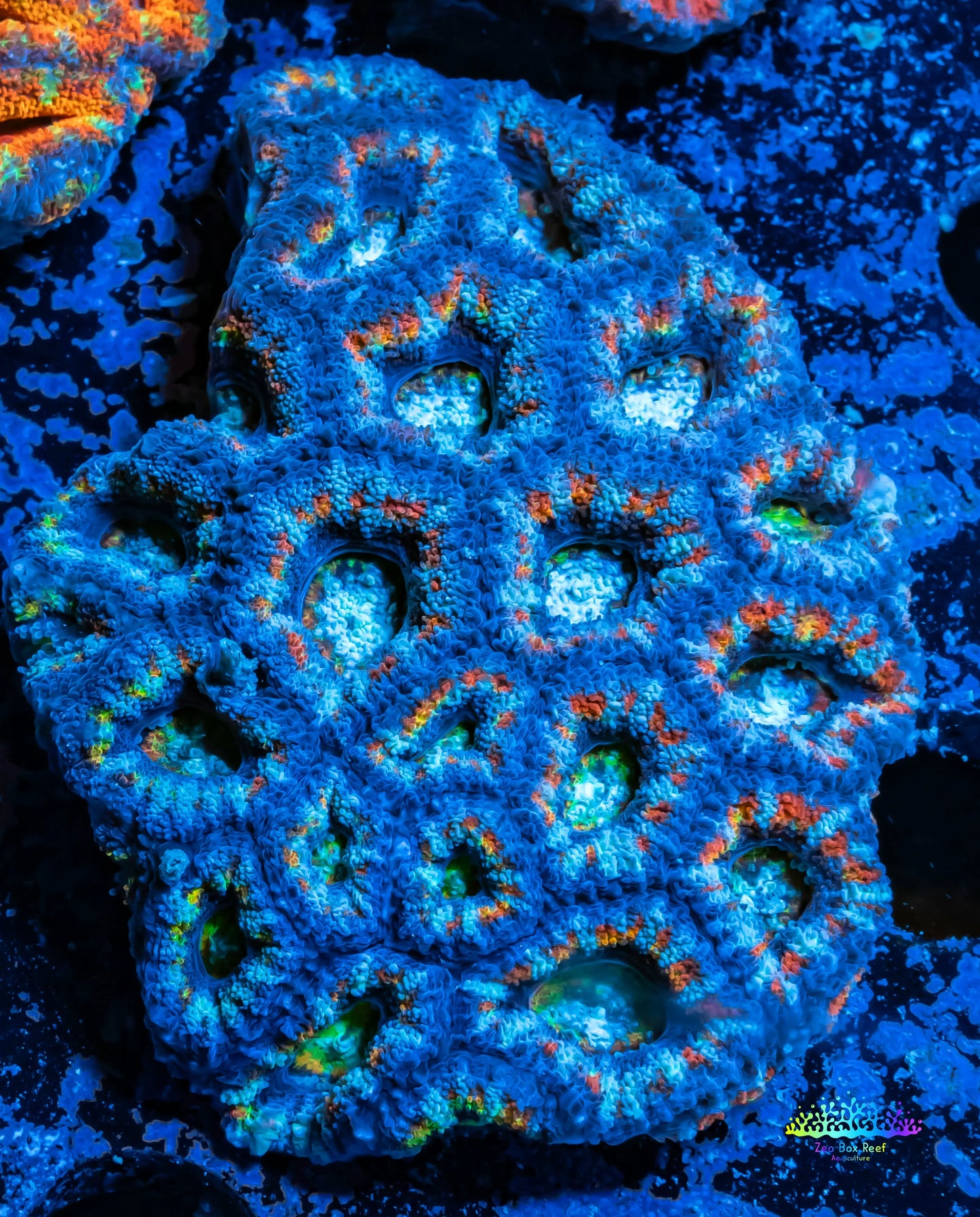 Acan Coral - Micromussa Lordhowensis - Ultra Acan WYSIWYG 6cm Acan Coral - Micromussa Lordhowensis - Ultra Acan WYSIWYG 6cm LPS Coral Acan Coral - Micromussa Lordhowensis - Ultra Acan WYSIWYG 6cm Zeo Box Reef