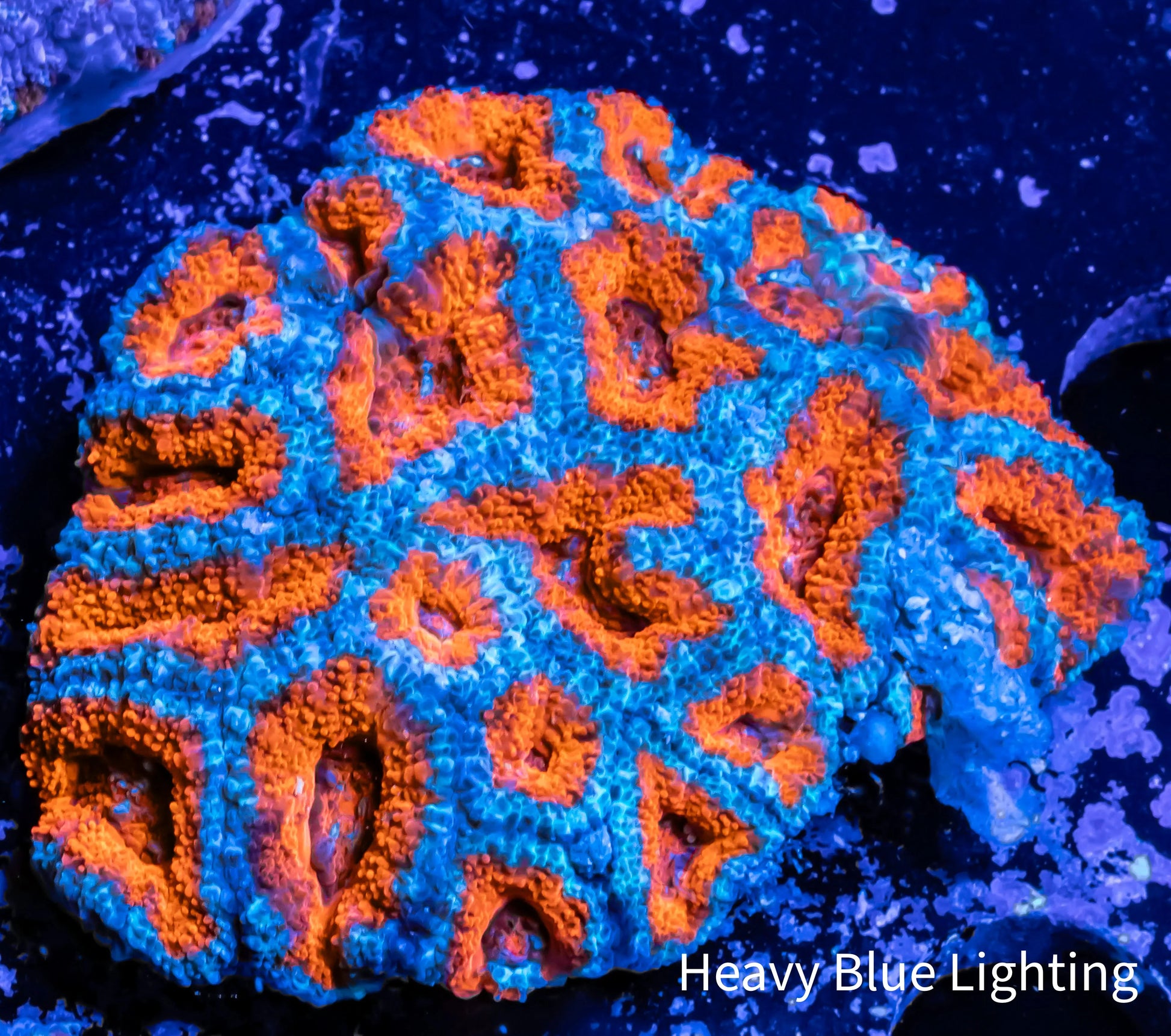 Acan Coral - Micromussa Lordhowensis - Ultra Acan WYSIWYG 6cm Acan Coral - Micromussa Lordhowensis - Ultra Acan WYSIWYG 6cm LPS Coral Acan Coral - Micromussa Lordhowensis - Ultra Acan WYSIWYG 6cm Zeo Box Reef