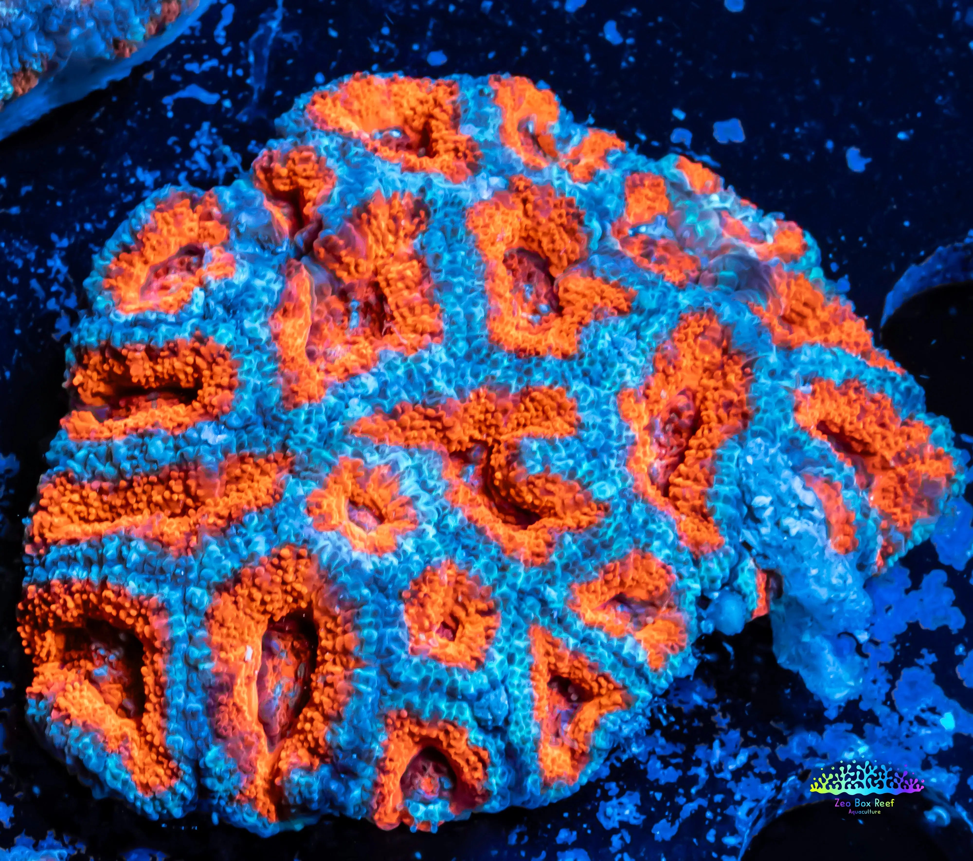 Stunning Acan coral for Sale Elevate Your Reef Tank with Zeo Box Reef ...