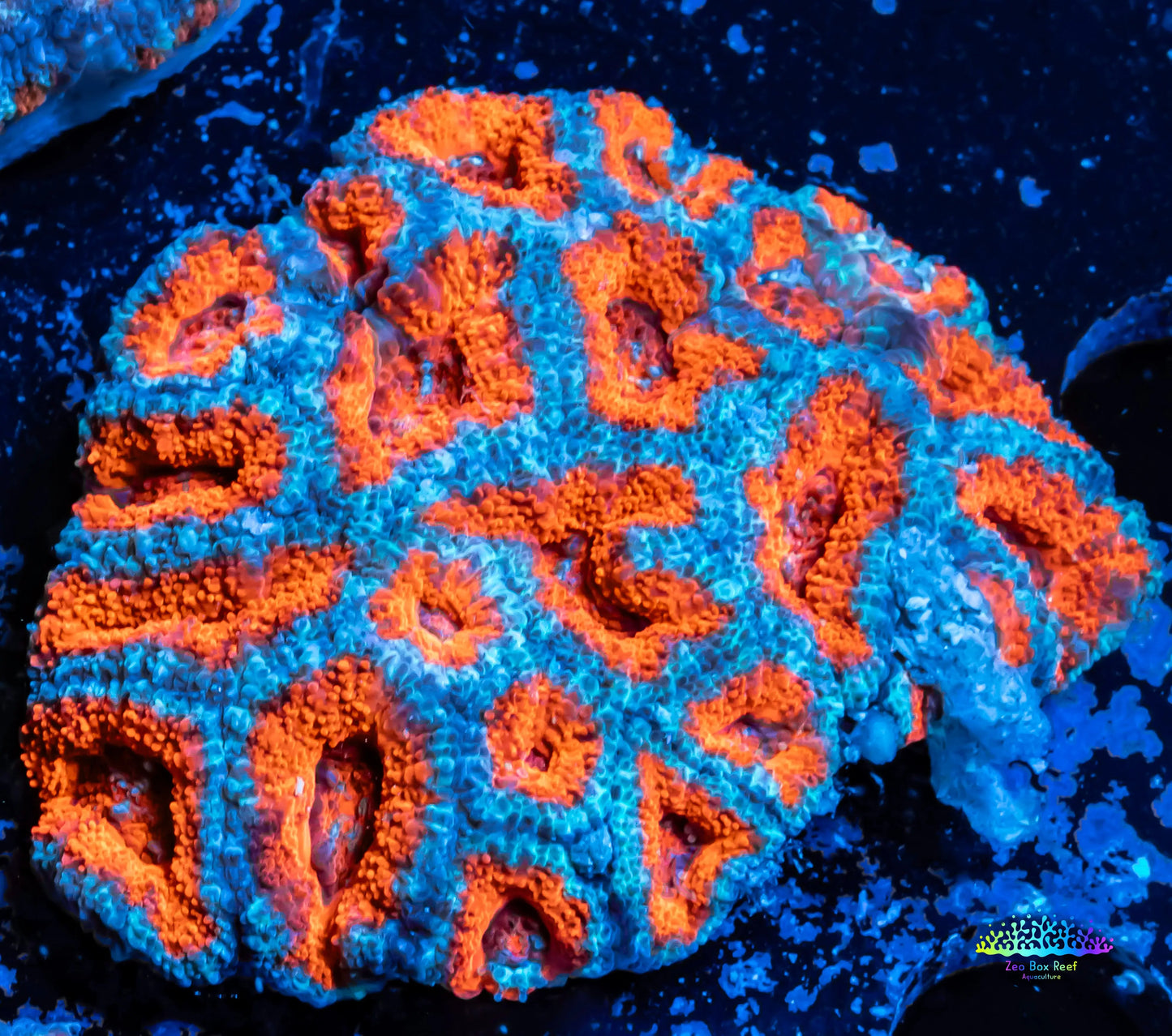 Acan Coral - Micromussa Lordhowensis - Ultra Acan WYSIWYG 6cm Acan Coral - Micromussa Lordhowensis - Ultra Acan WYSIWYG 6cm LPS Coral Acan Coral - Micromussa Lordhowensis - Ultra Acan WYSIWYG 6cm Zeo Box Reef