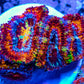 Acan Coral - Micromussa Lordhowensis - Ultra Rainbow  Acan Frag WYSIWYG Acan Coral - Micromussa Lordhowensis - Ultra Rainbow  Acan Frag WYSIWYG LPS Coral Acan Coral - Micromussa Lordhowensis - Ultra Rainbow  Acan Frag WYSIWYG Zeo Box Reef