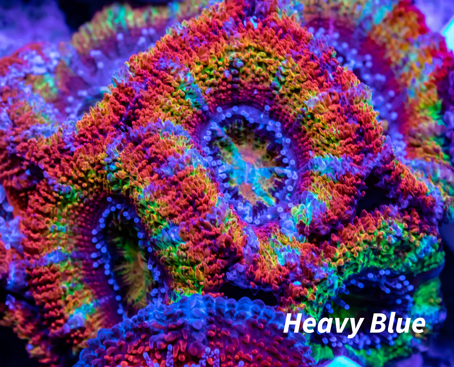 Acan Coral - Micromussa Lordhowensis - Ultra Rainbow  Acan Frag WYSIWYG Acan Coral - Micromussa Lordhowensis - Ultra Rainbow  Acan Frag WYSIWYG LPS Coral Acan Coral - Micromussa Lordhowensis - Ultra Rainbow  Acan Frag WYSIWYG Zeo Box Reef