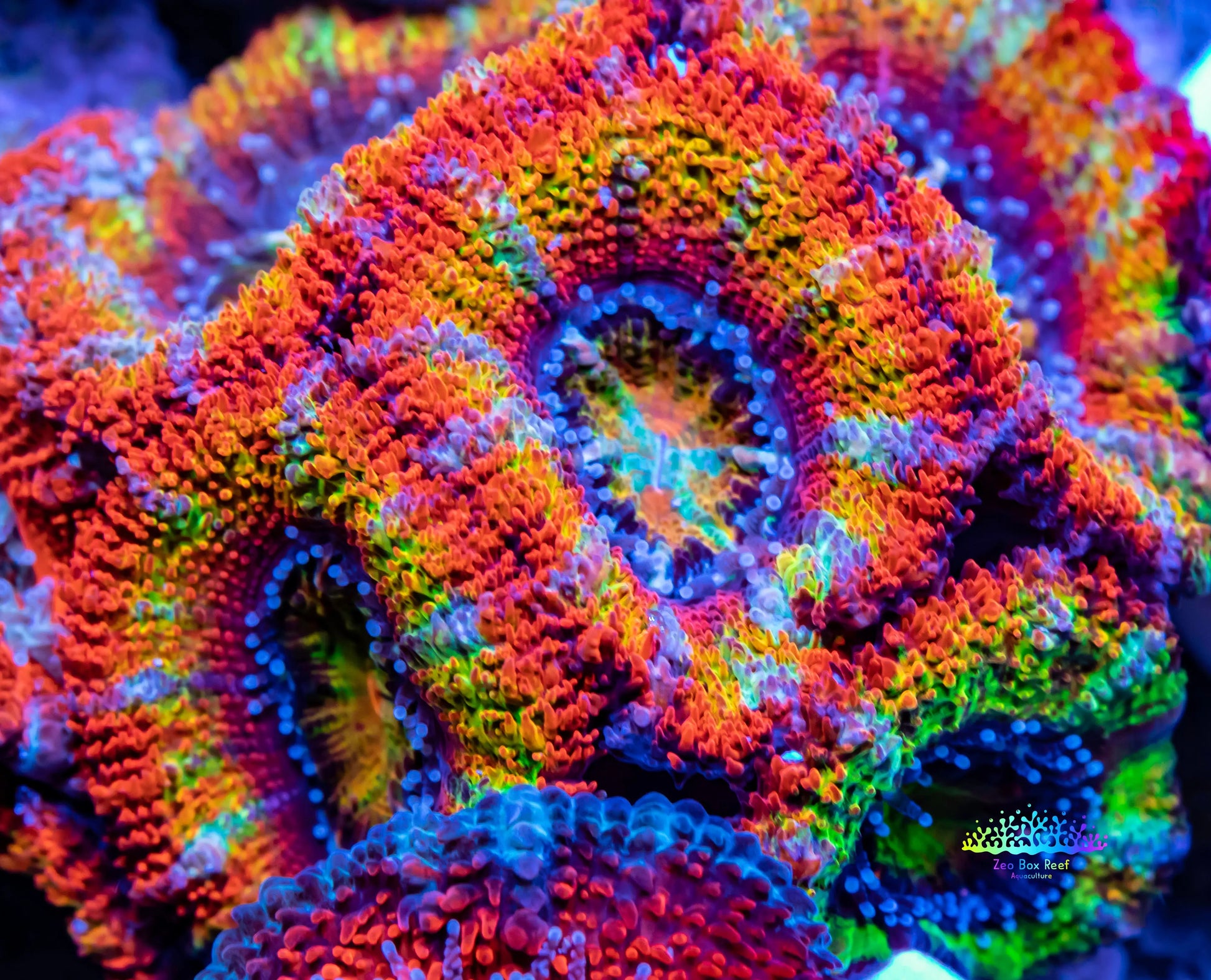 Acan Coral - Micromussa Lordhowensis - Ultra Rainbow  Acan Frag WYSIWYG Acan Coral - Micromussa Lordhowensis - Ultra Rainbow  Acan Frag WYSIWYG LPS Coral Acan Coral - Micromussa Lordhowensis - Ultra Rainbow  Acan Frag WYSIWYG Zeo Box Reef